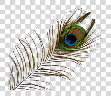 Download Peacock Feather PNG file