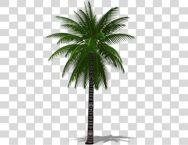 下载 三維 Palm Tree Date Palm Tree Clip 艺术