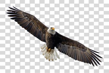 Download Flying Eagle Image Flying Eagle PNG file