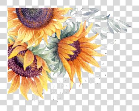 Download Common Sunflower Watercolor Sunflower PNG file