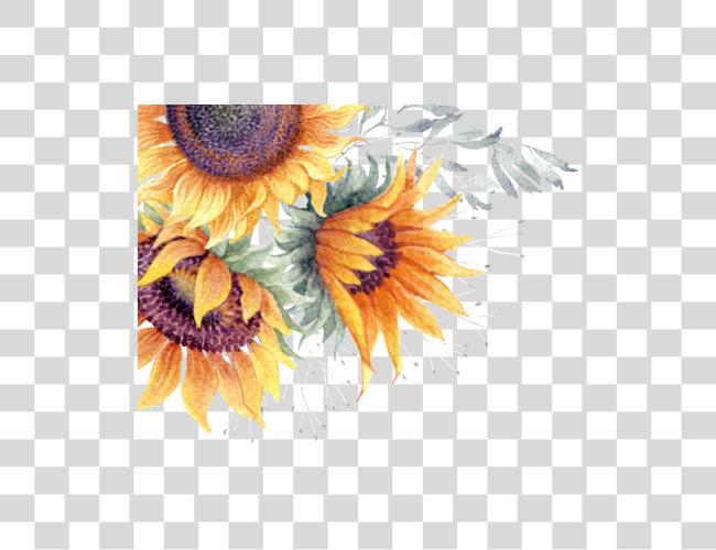 Download común Sunflower acuarela Sunflower Clip arte