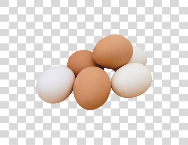 Download Egg Eggs Clip Art