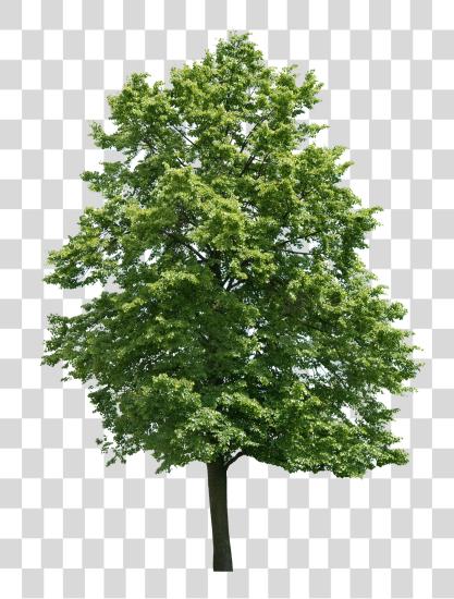 Download Arvore 517189 Black Walnut Tree PNG file