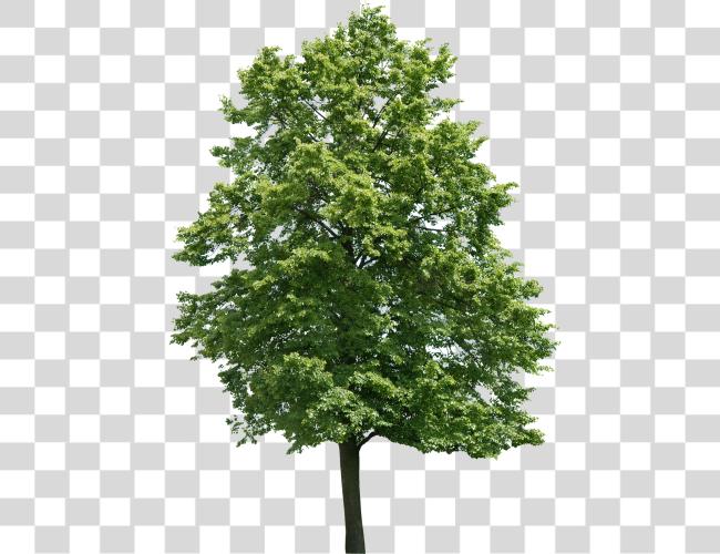 Download Arvore 517189 Black Walnut Tree Clip Art