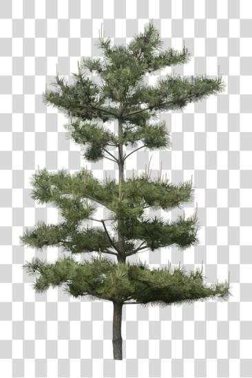 Download Tubes Arbres Et Verdures Arbre Forest Illustration Slash Pine Tree Photoshop PNG file