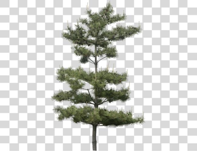 下载 Tubes Arbres Et Verdures Arbre 森林 插圖 Slash Pine Tree Photoshop Clip 艺术