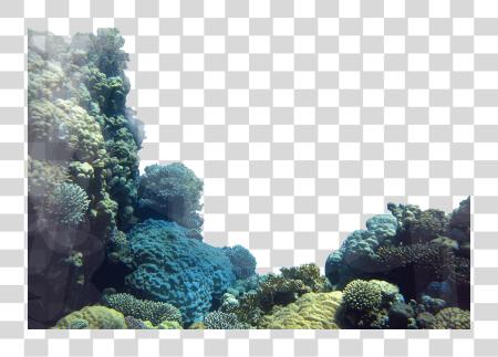 Download Coral Reef Coral Reef PNG file