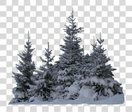 Download tree trees winter snow terrieasterly Snow On Trees PNG file