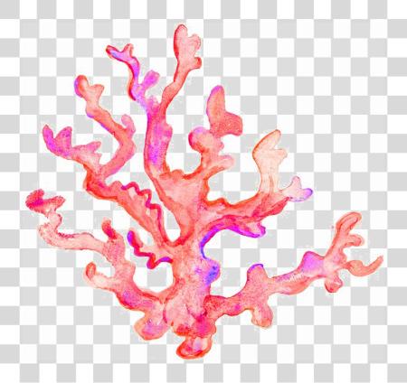 下载 Coral Image 卡通 Coral PNG file