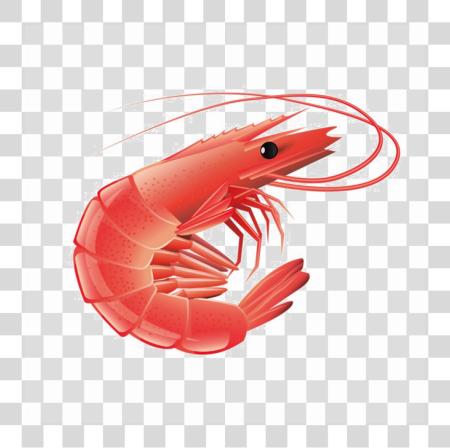 Download Red Shrimp Image Shrimp PNG file