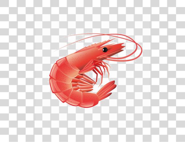 Download Red Shrimp Image Shrimp Clip Art