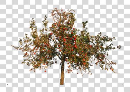 Download Apple Trees Apple Tree In Autumn PNG file