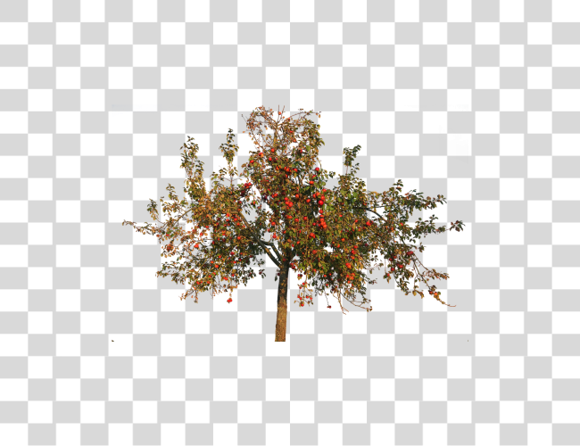 Download Apple Trees Apple Tree In Autumn Clip Art