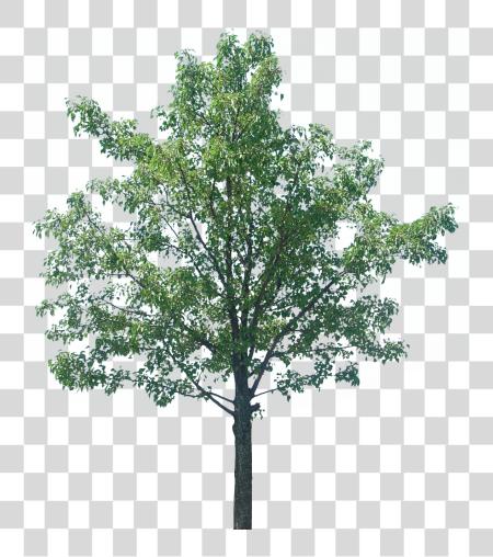 Download Tree Texture PNG file