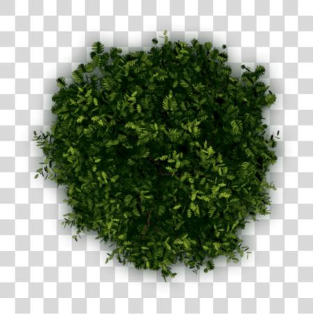 تحميل Texture شجرة أعلى Shrubs In Plan بي ان جي ملف