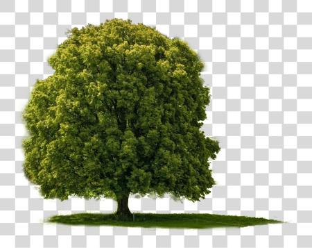 Download Big Tree Big Tree PNG file