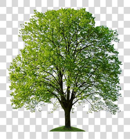 Download Tree For Photoshop PNG file