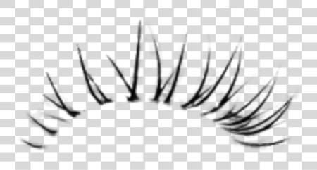 Download Sticker By Candace Kee Eyelash Brushes Photoshop PNG file