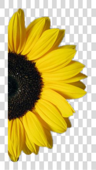 Download sunflower half flor amarillo Sunflower en blanco PNG file