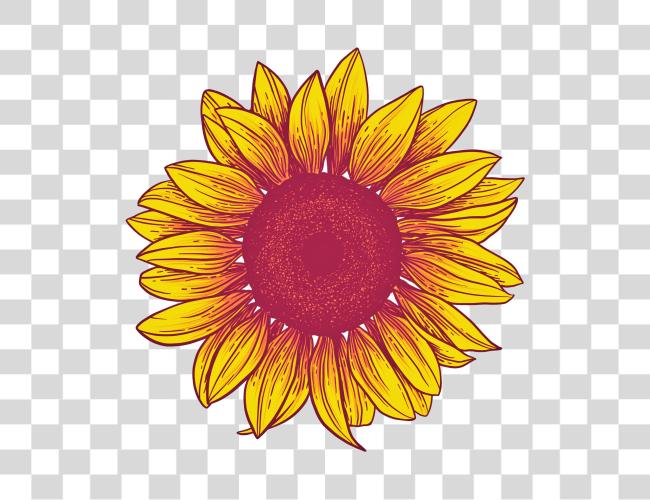 Download Sunflower Sunflower Clip Art