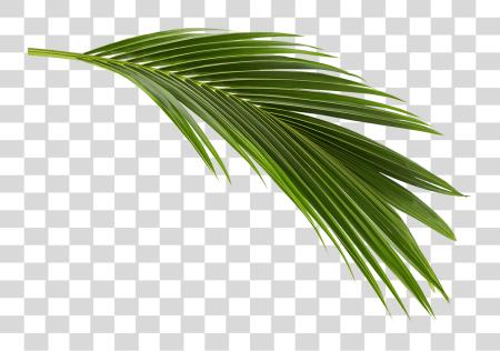 Download Project Gallery Coconut Leaves PNG file