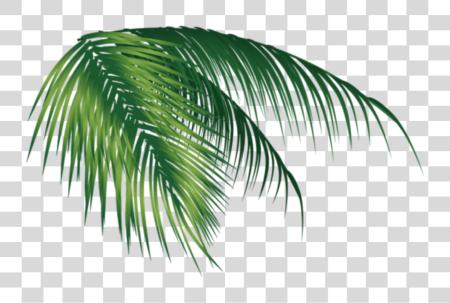 下载 Coconut Leaves Vectors 和 Psd Files Tree Coconut PNG file