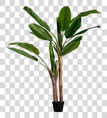 Download plátano plátano plátano hoja Plant PNG file