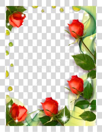 Download Beautiful Photo marco con rosas rosas Borders y Frames PNG file