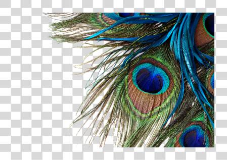 تحميل Peacock Feather Peacock Feather عالي Resolution بي ان جي ملف