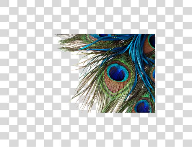 Download Peacock Feather Peacock Feather High Resolution Clip Art