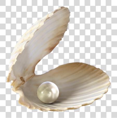 下载 Seashell 大海 Shell Pearl PNG file