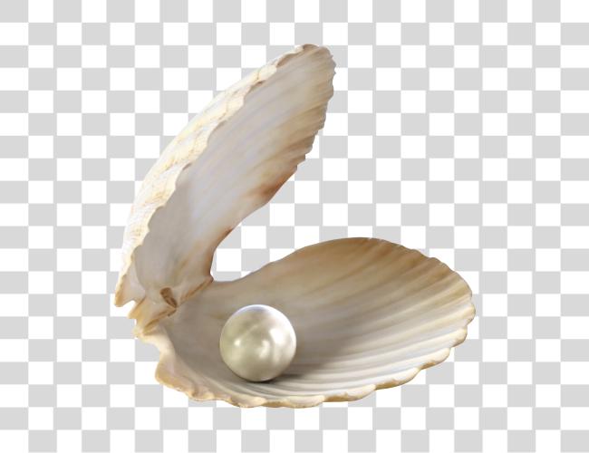 下载 Seashell 大海 Shell Pearl Clip 艺术