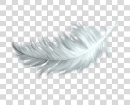 下载 自然 Feathers 鸟 Feather 白色 PNG file