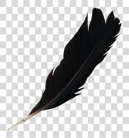 Download Black Feather PNG file