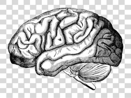 Download Image Royalty Drawing Brain Realistic Human Brain Illustration PNG file