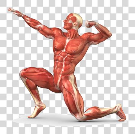 Download músculo cuerpo Unlabeled humano Muscular sistema PNG file