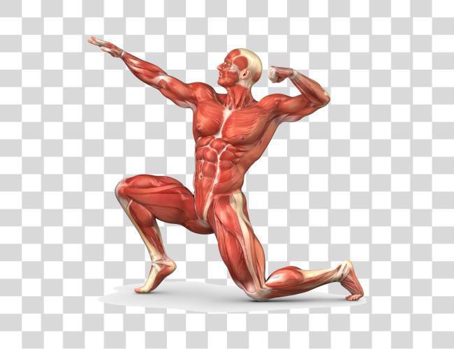 تحميل عضلة جسم Unlabeled انسان Muscular نظام مقطوعة فن