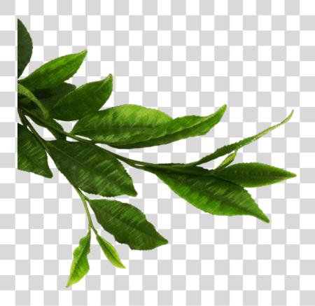 Download 599 X 580 43 Tea Leaves PNG file