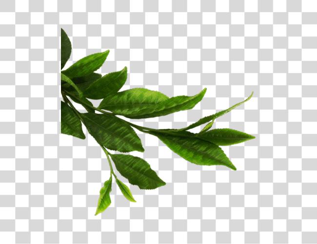 Download 599 X 580 43 Tea Leaves Clip Art