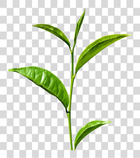 Download Green Tea Leaves PNG file