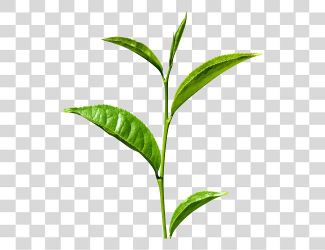 Download Green Tea Leaves Clip Art