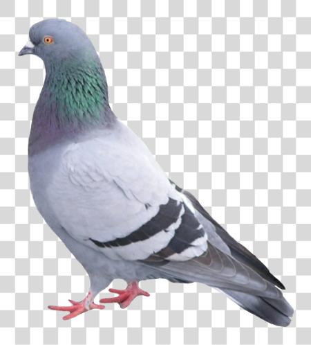 Download paloma palomapopo palomas palomaurbana Pigeon Bird PNG file