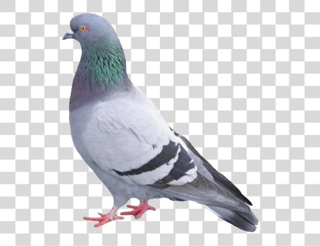 下载 paloma palomapopo palomas palomaurbana Pigeon 鸟 Clip 艺术