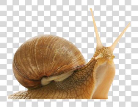 下载 Snail Elicina 奶油 这那 原來的 PNG file