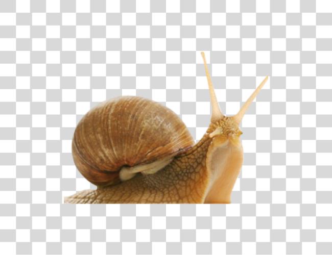 تحميل Snail Elicina كريم ال أصلي مقطوعة فن