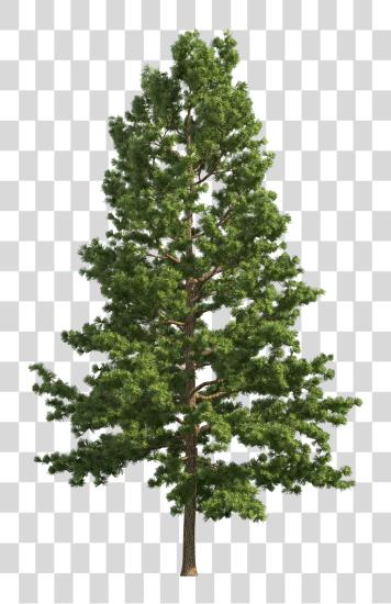 Download Pine Realistic Tree Pine Tree PNG file