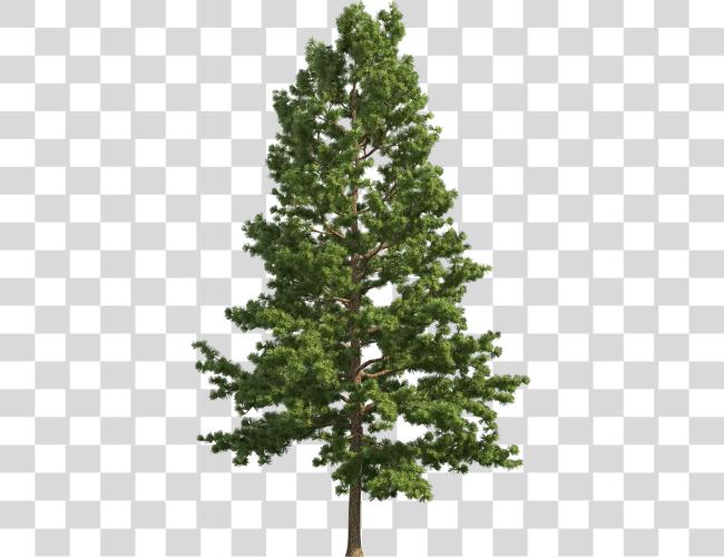 Download Pine Realistic Tree Pine Tree Clip Art