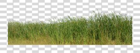 Download Grass Grass No Nature Green Plant Nature Image For PNG file