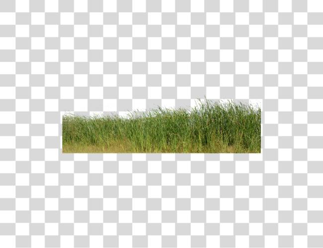 Download Grass Grass No naturaleza verde Plant naturaleza Image para Clip arte