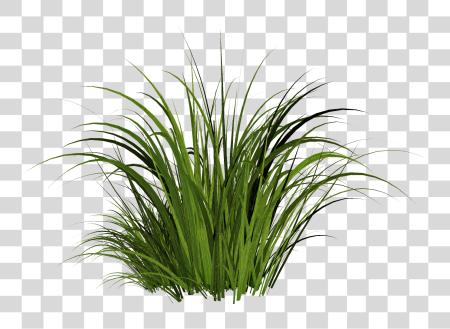 下载 Solved 这那 材料 卡通 Grass PNG file